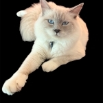 MacQuarrie Family Profile Photo - Cat Lover