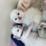 Sonja Profile Photo - Breeder