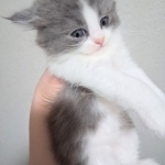Galina Profile Photo - Breeder