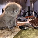 Michelle Profile Photo - Breeder