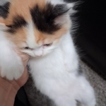 Michelle Profile Photo - Breeder
