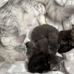 Brionna Profile Photo - Cat Lover