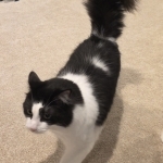 Dawn Profile Photo - Cat Lover