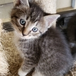 Jane Profile Photo - Cat Lover