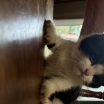 Patty Profile Photo - Breeder