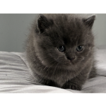 Patty Profile Photo - Breeder