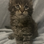 Niki Profile Photo - Breeder