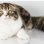 Pamela Profile Photo - Breeder