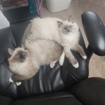 Dina Profile Photo - Cat Lover