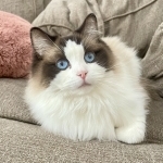 Alexis Profile Photo - Cattery