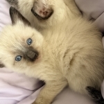 Angela Profile Photo - Cattery