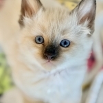 Angela Profile Photo - Cattery