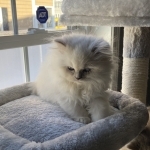 Boston Cat Lover Profile Photo - Cat Lover