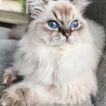 Reddington Profile Photo - Breeder
