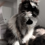 Coon Cat Tails Profile Photo - Cattery