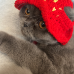 Sasha Profile Photo - Cattery