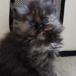 Jodi Profile Photo - Breeder