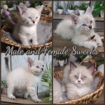 Tanya Profile Photo - Cat Lover