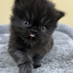 Tanya Profile Photo - Breeder