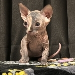 Rachel Profile Photo - Cattery