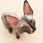 Cole Profile Photo - Cattery