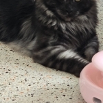 VICKY Profile Photo - Breeder