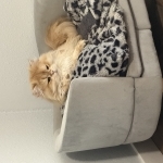 Maddy Profile Photo - Cat Lover