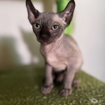 Sierra Profile Photo - Breeder