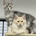 Eric Or Amanda Profile Photo - Cattery