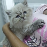 LaShawna Profile Photo - Breeder