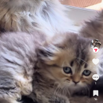 Marji Profile Photo - Breeder