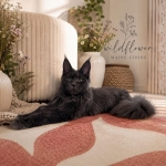 Heaven Profile Photo - Cattery