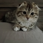 Kimmy Profile Photo - Cat Lover
