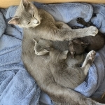 Cassidy Profile Photo - Cat Lover