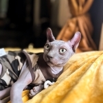 Michelle Profile Photo - Cat Lover