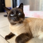 Leah Profile Photo - Cat Lover