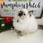 Allison Profile Photo - Breeder