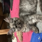 Dee Profile Photo - Cattery