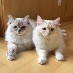 Nicole Profile Photo - Cat Lover