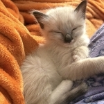 RoyalSiamese Profile Photo - Breeder