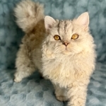 Jessie Profile Photo - Cattery