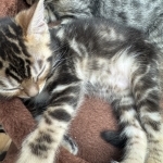Michelle Profile Photo - Cattery