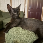 Charity Profile Photo - Cat Lover