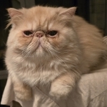 David Profile Photo - Cattery