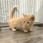 Gail Profile Photo - Breeder