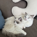 Angel Profile Photo - Breeder