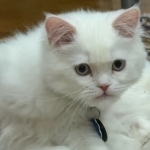 Adam Profile Photo - Cat Lover
