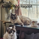 Debbie Profile Photo - Breeder
