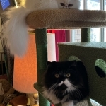 Elizabeth Profile Photo - Cattery