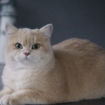 Bernadette Profile Photo - Breeder